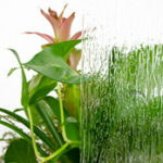 value-plant-rain